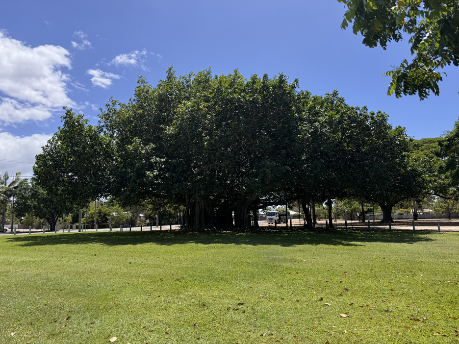 Banyan Tree