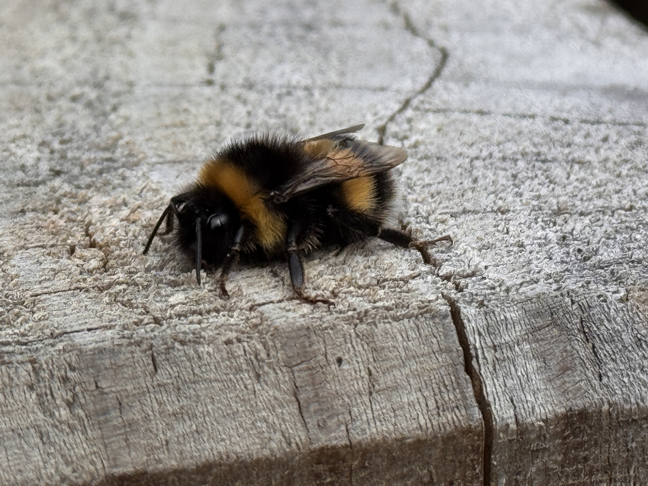 Tired Bee