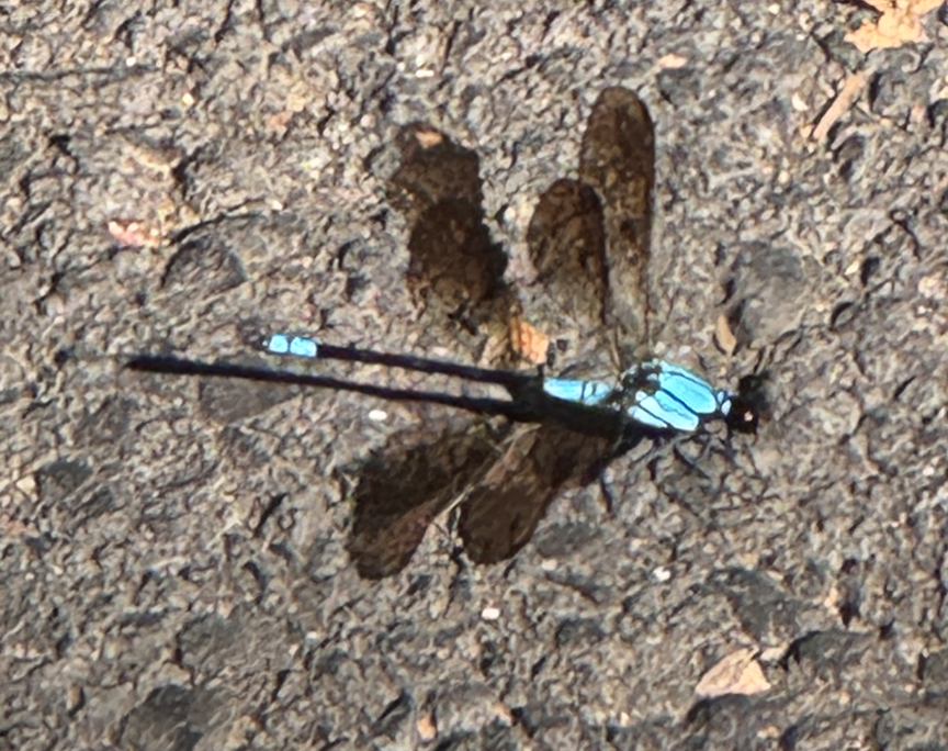 Dragonfly