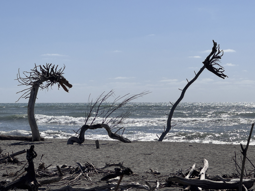 Driftwood Dragon