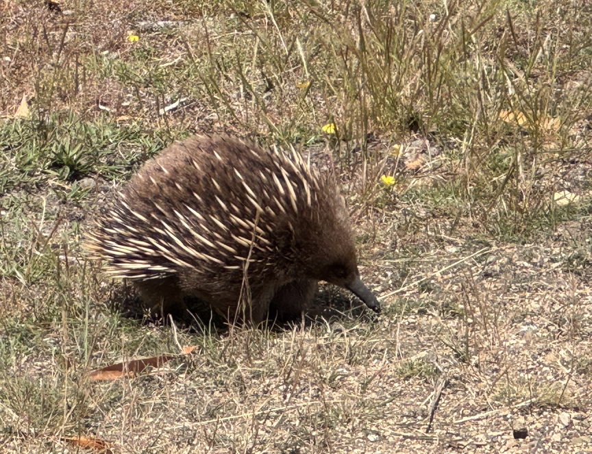 Wild Echidna