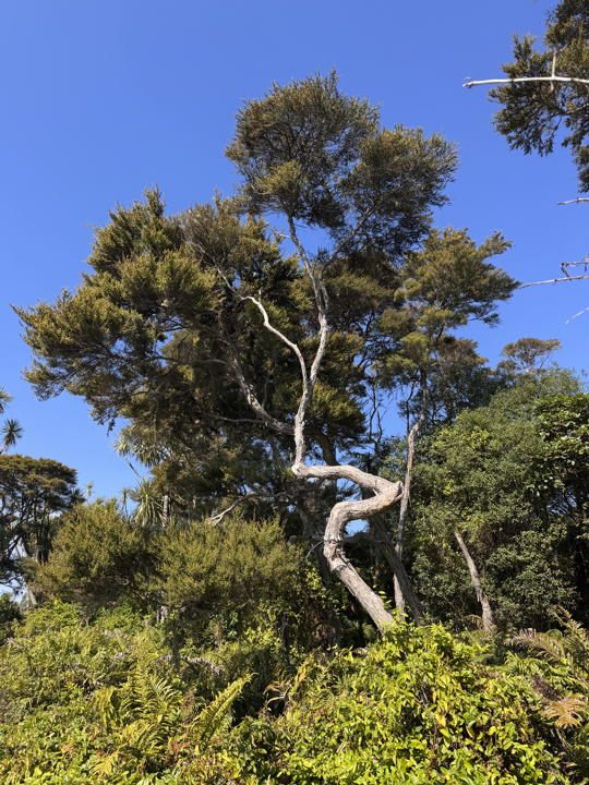  Twisty Tree
