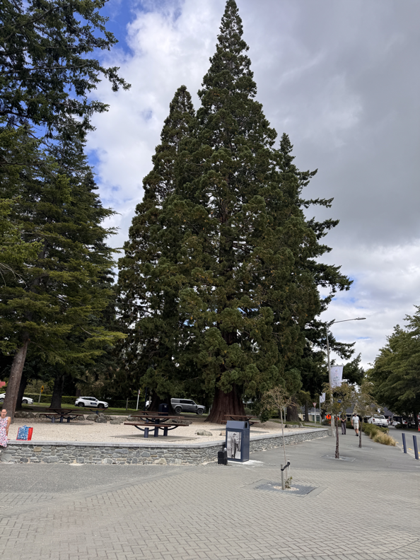 Hamner Springs Sequoia