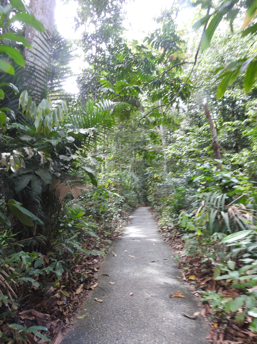 The Jungle