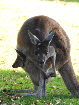 Kangaroo mom and Joey