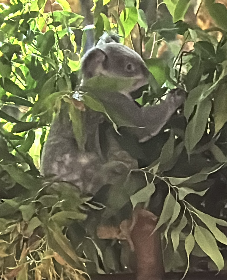 Koala