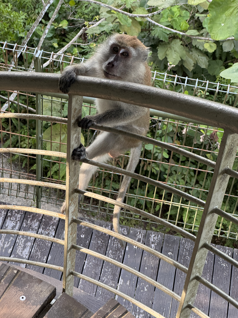 Macaque Menace