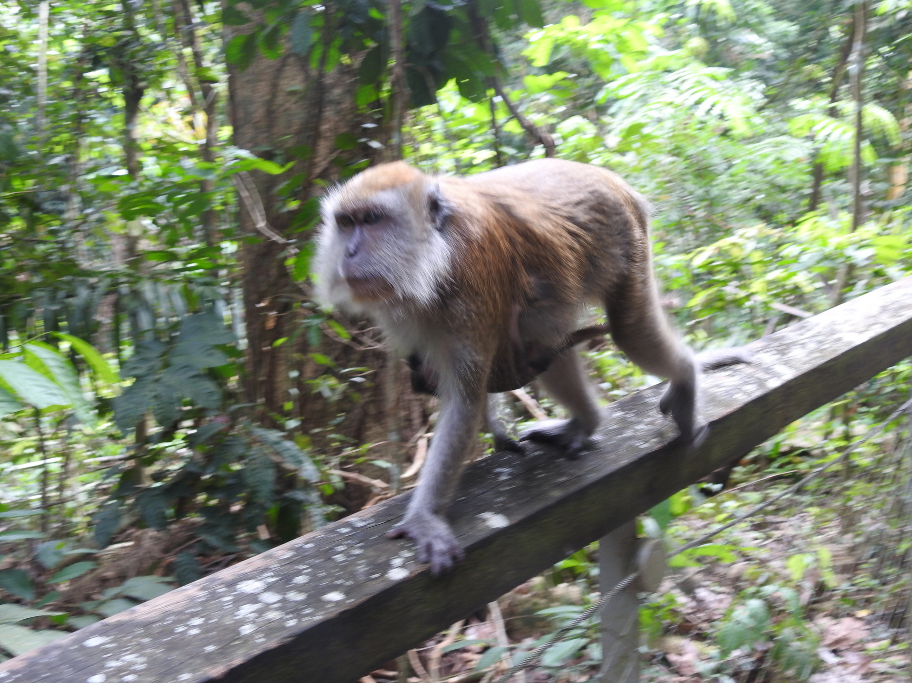 Macaque Mom