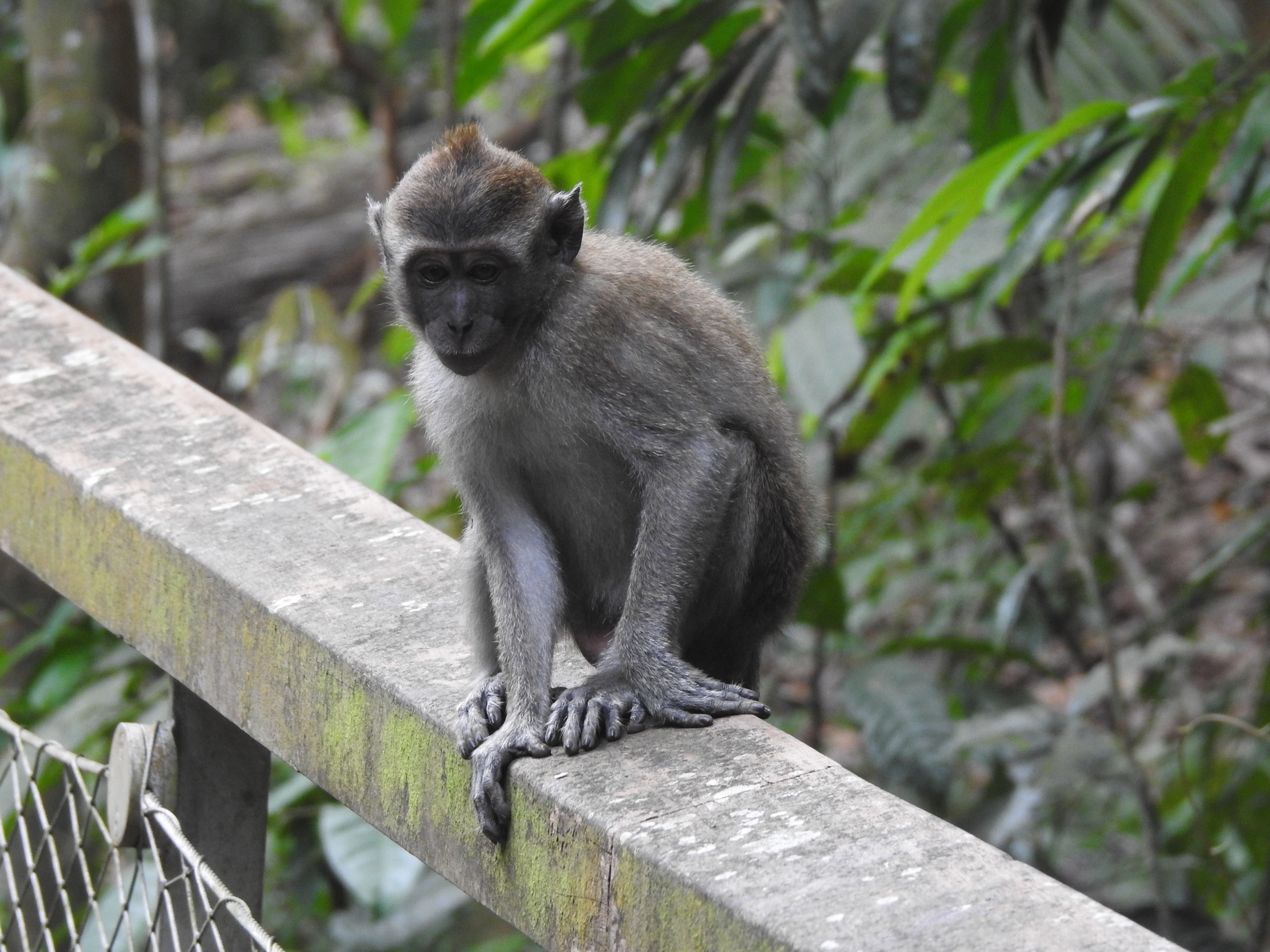 Macaques