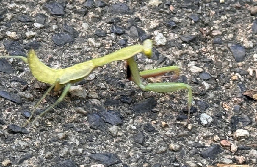 Mantis