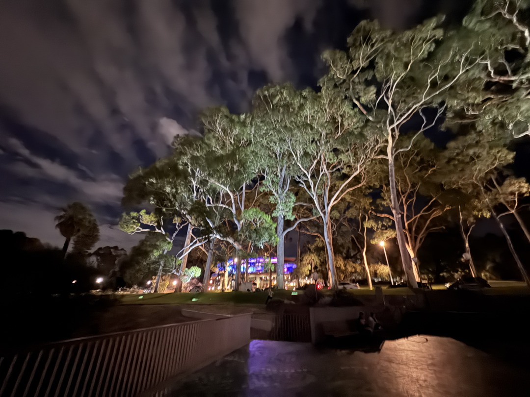 Perth Trees
