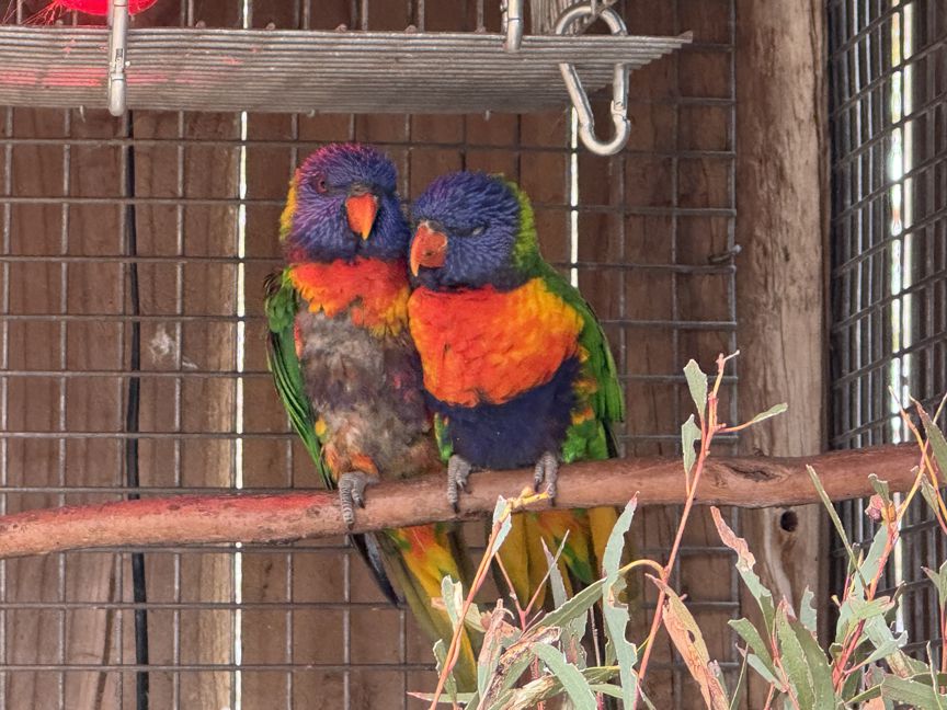 rainbow lorikeet