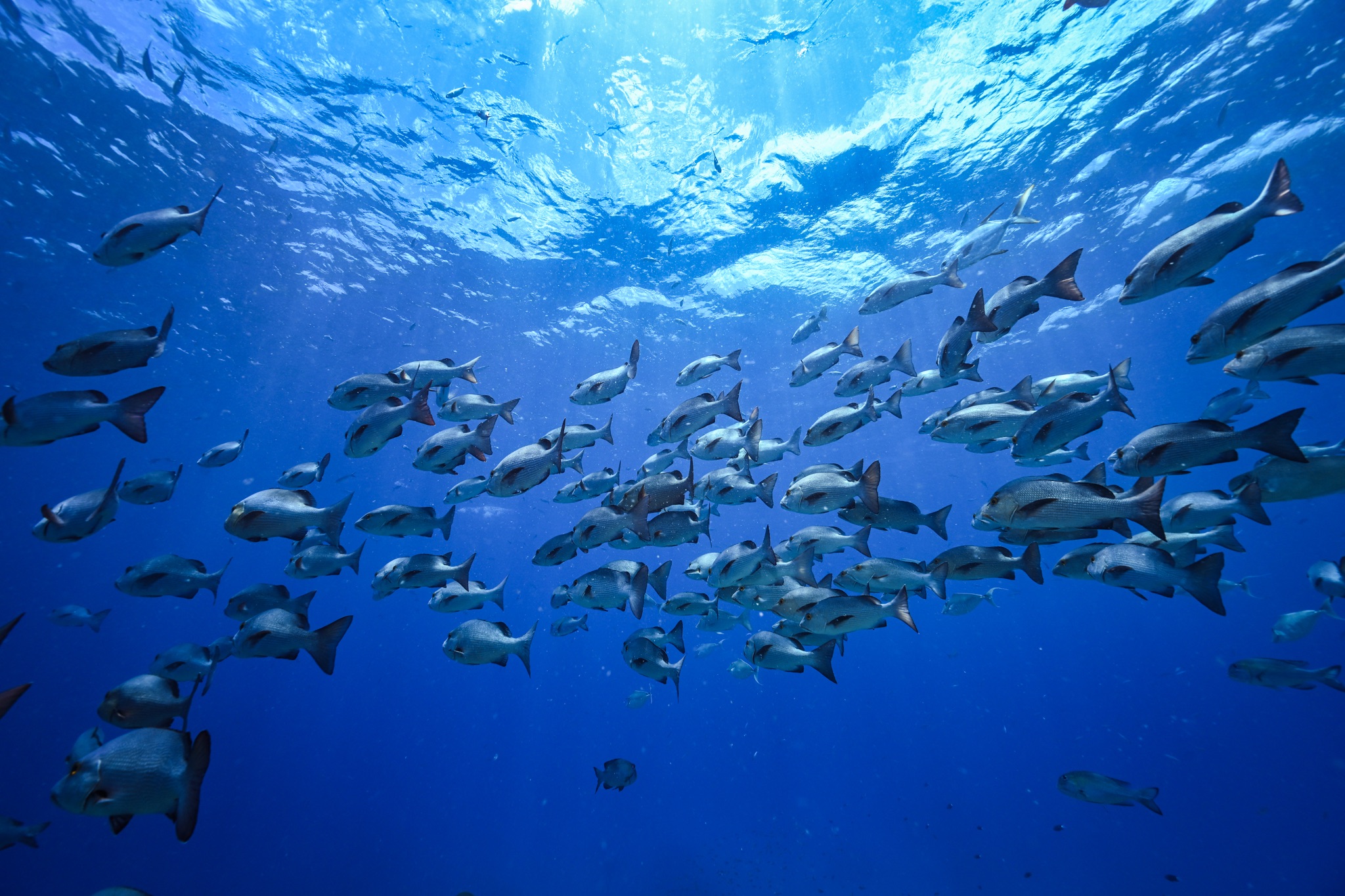 School of Fish