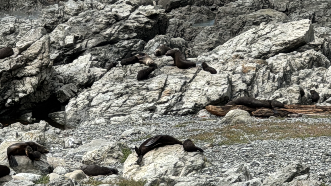seals on the coast