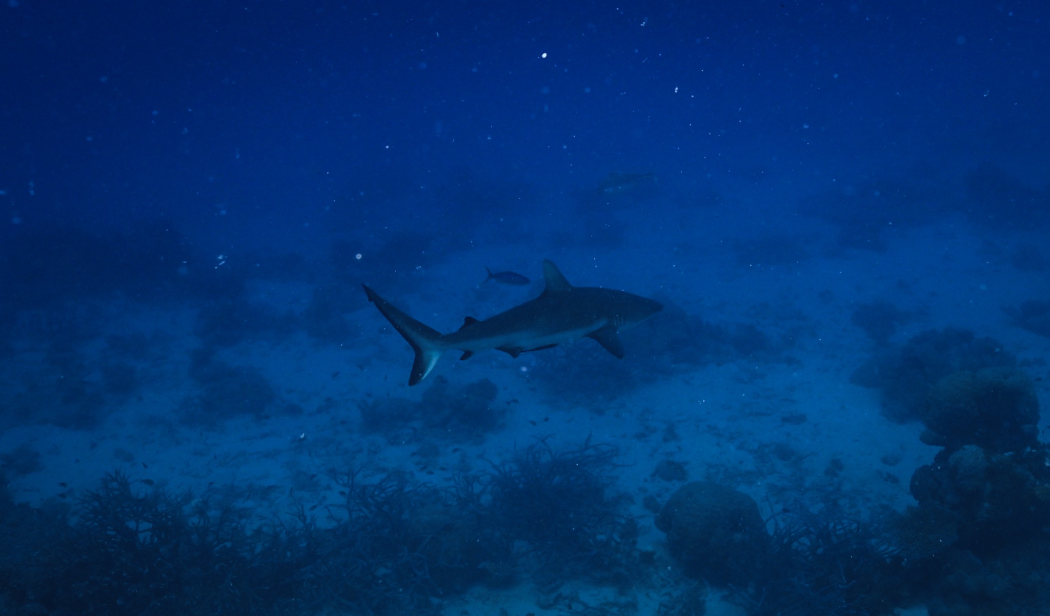 Reef Shark