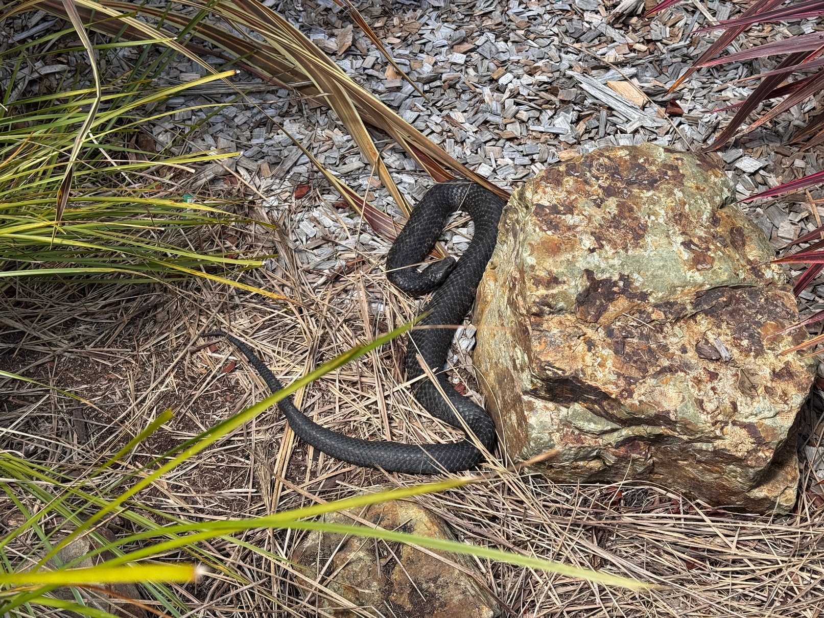Tiger Snake!