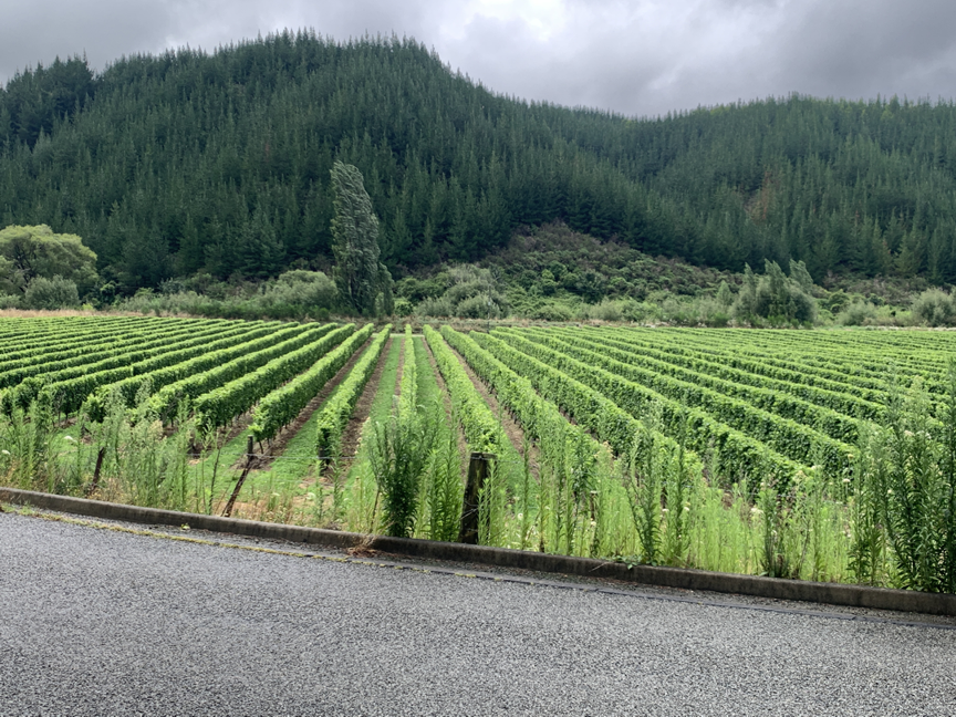 Renwick Vines